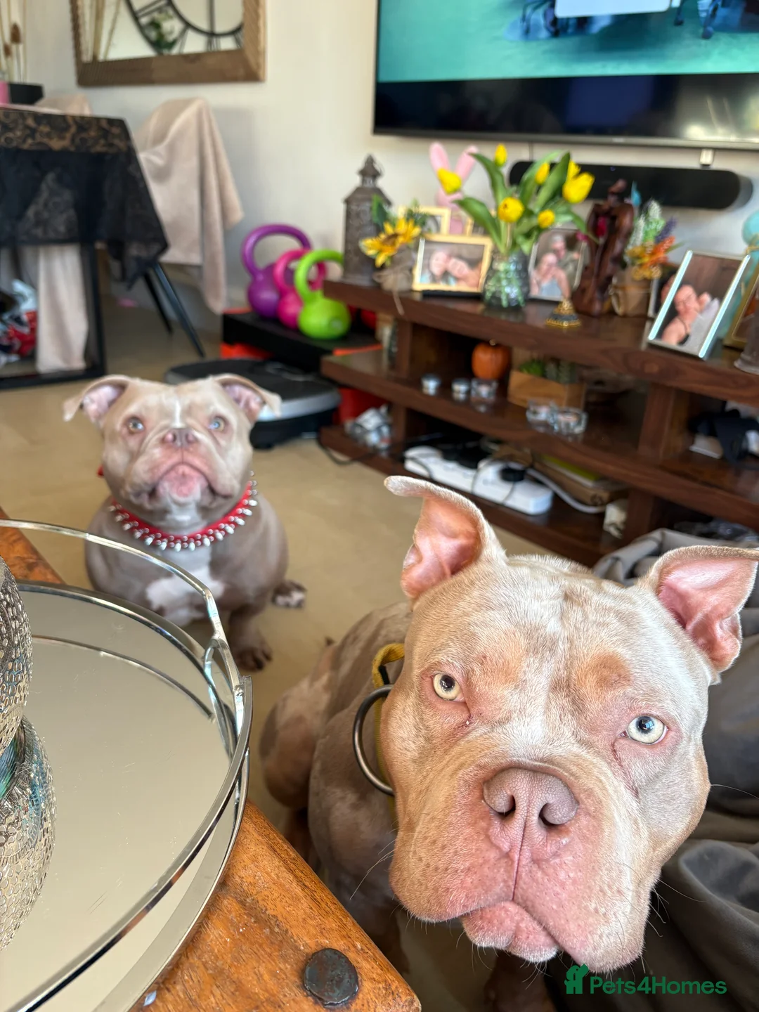 Mixed Breed dogs for sale: Merle Pocket Bully in Liverpool - Advert 2