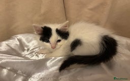 Mixed Breed cats for sale: Three lovely short haired kittens - Advert 4