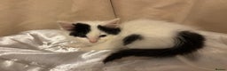 Mixed Breed cats for sale: Three lovely short haired kittens - Advert 4