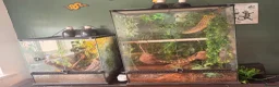 Gecko reptiles for sale: Crested geckos  - Advert 1