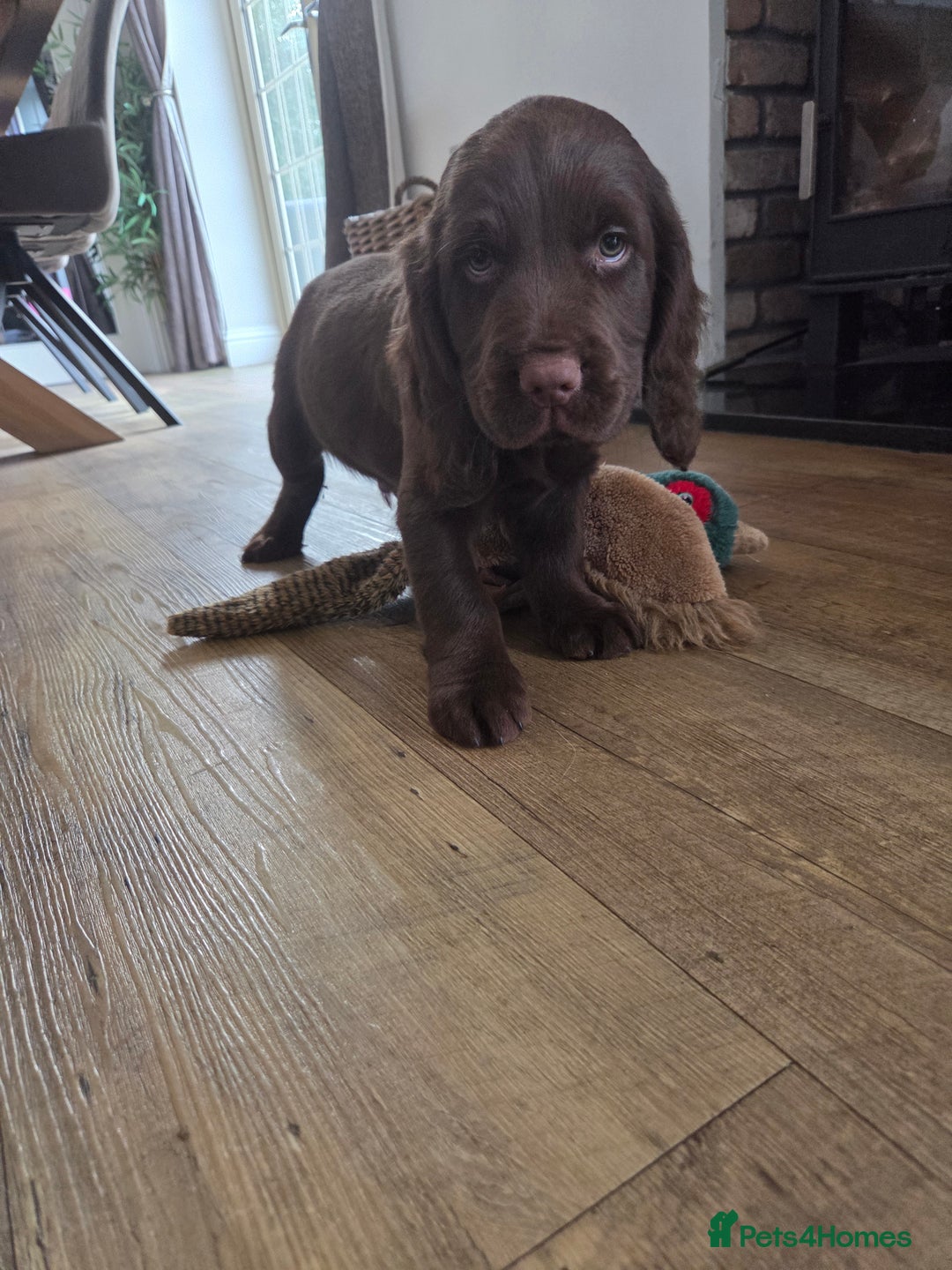 Cocker Spaniel dogs for sale: 🤎 beautiful KC working cocker spaniels🤎 - Advert 5