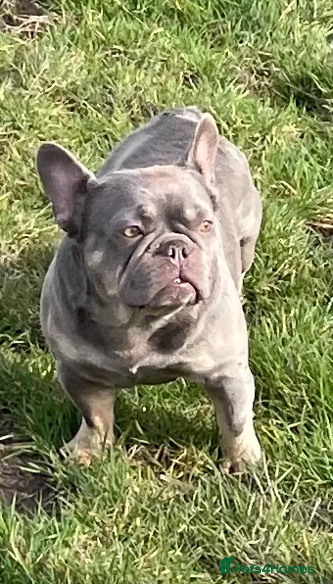 French Bulldog dogs for sale: KC REGISTERED HEALTH TESTED FRENCH BULLDOGS  - Advert 6