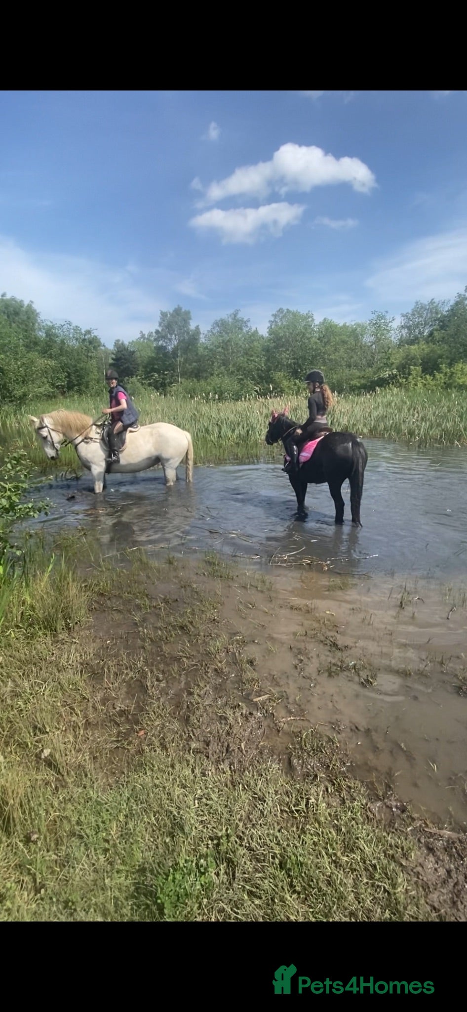 Appaloosa horses Appy x cob  - Advert 1