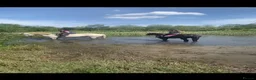 Appaloosa horses for sale: Appy x cob  - Advert 1
