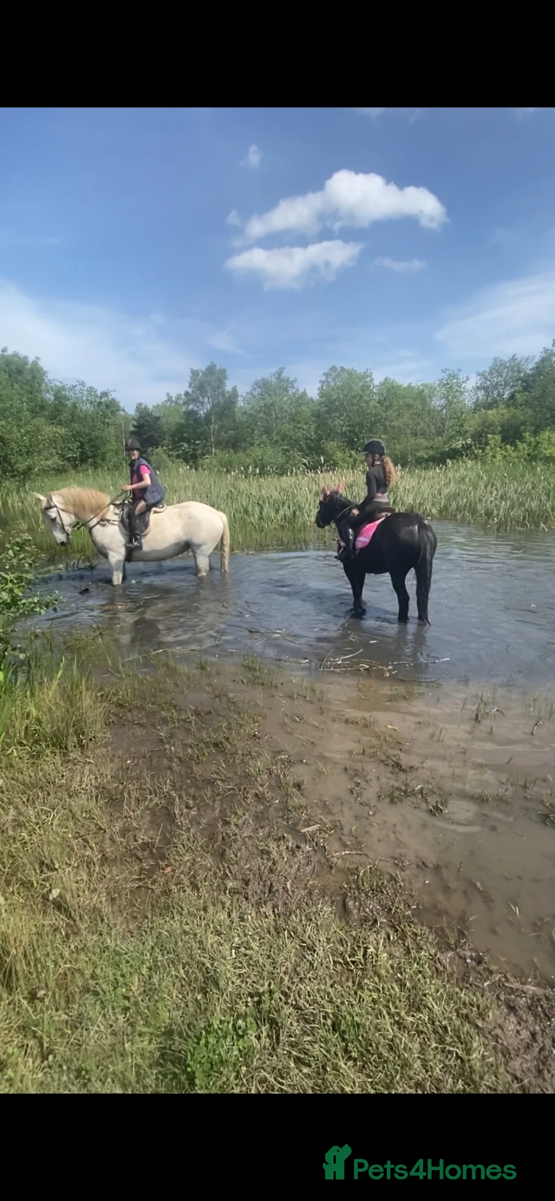 Appaloosa horses for sale: Appy x cob  - Advert 1