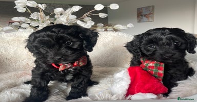 Cavapoo dogs Cavapoo - Advert 5