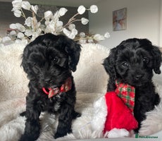 Cavapoo dogs Cavapoo - Advert 3