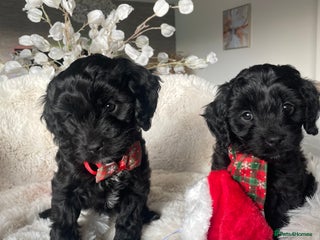 Cavapoo dogs Cavapoo - Advert 3