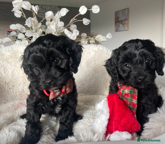 Cavapoo dogs Cavapoo - Advert 4