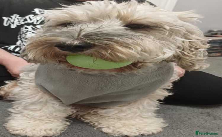 Cockapoo dogs - Advert 4