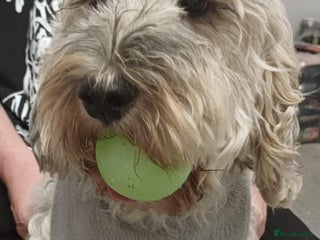 Cockapoo dogs - Advert 1