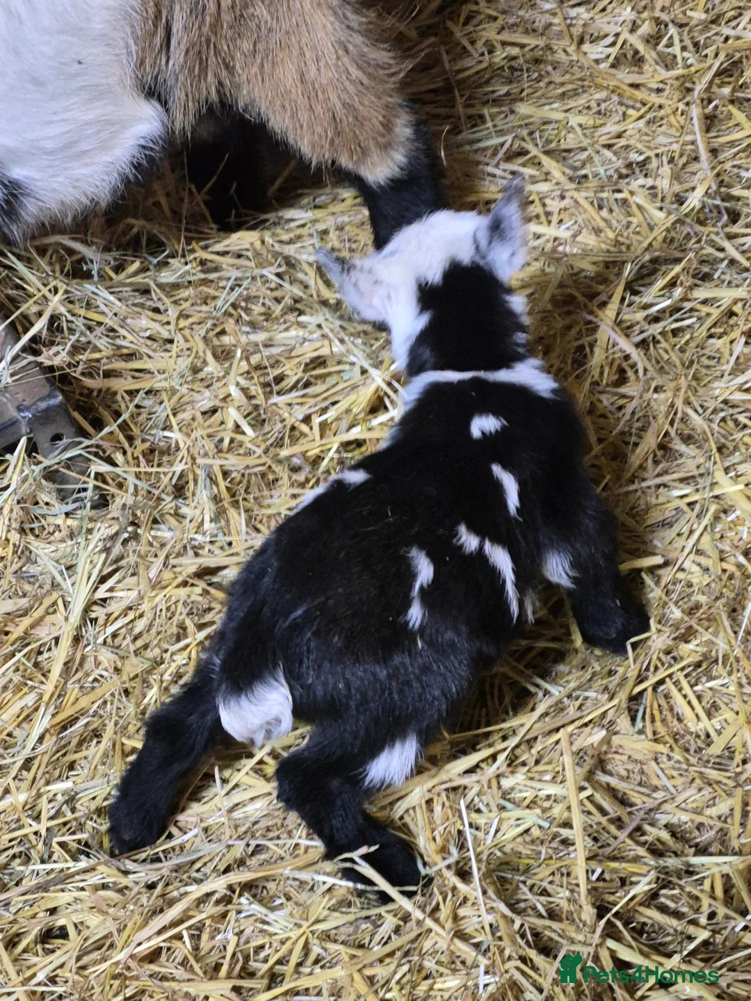 Goats livestock for sale: Stunning pygmy goat kids - Advert 12