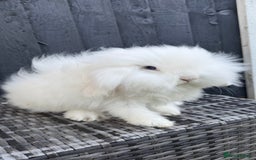 Mini Lion Lop rabbits for sale: Beautiful Teddywidder Boy - Image 1