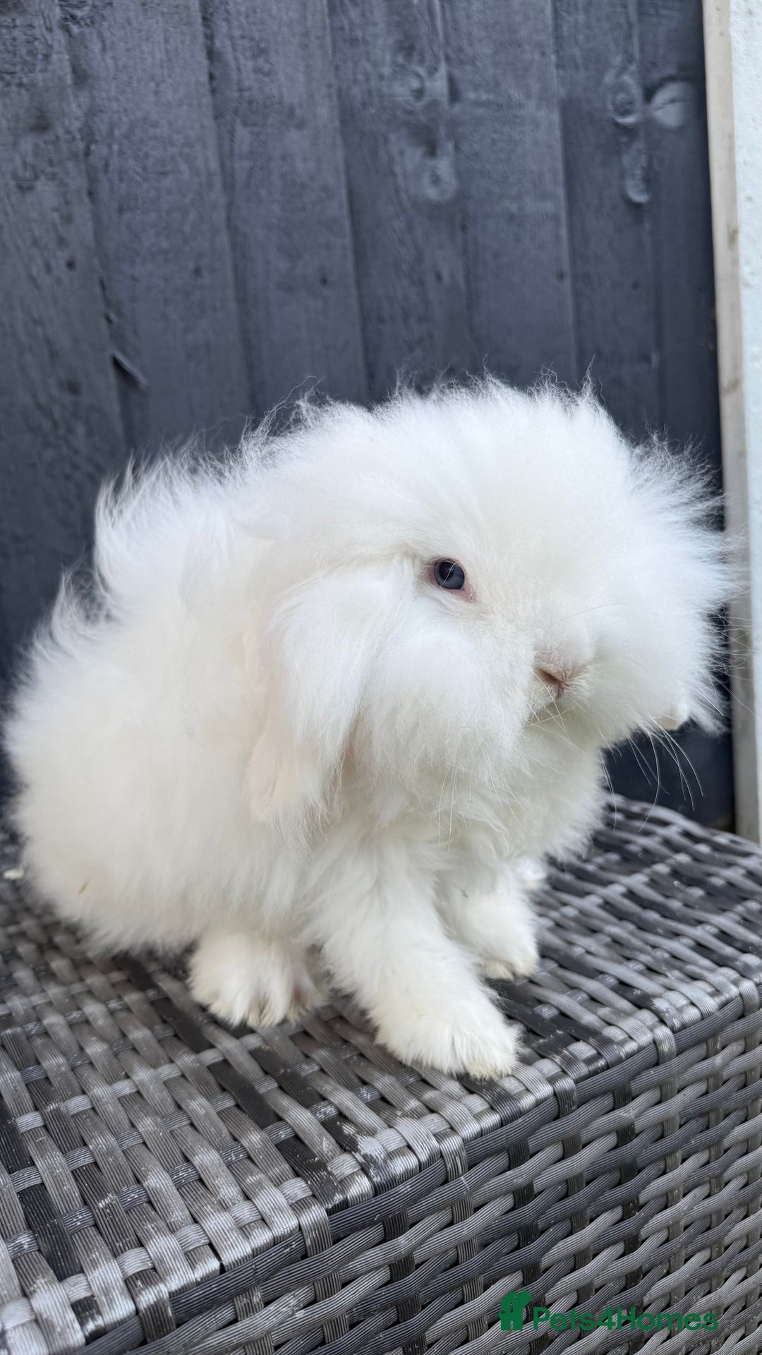 Mini Lion Lop rabbits for sale: Beautiful Teddywidder Boy - Image 1