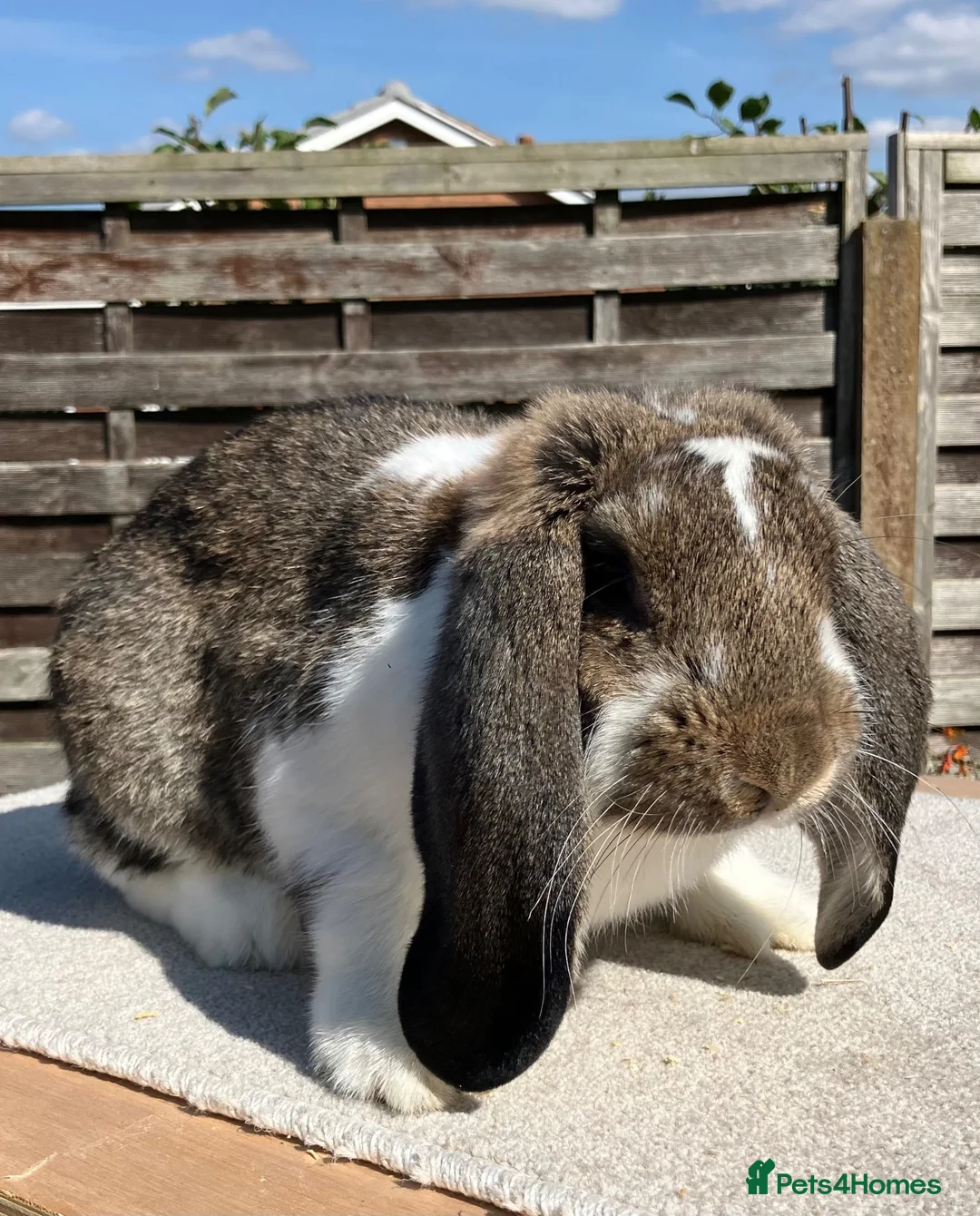 French Lop rabbits for sale: 2 x Agouti Butterfly French Lops - Advert 2