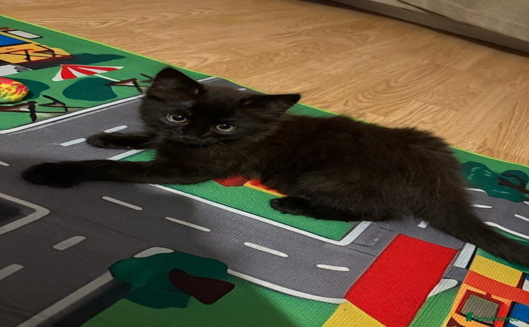 Mixed Breed cats - Advert 6