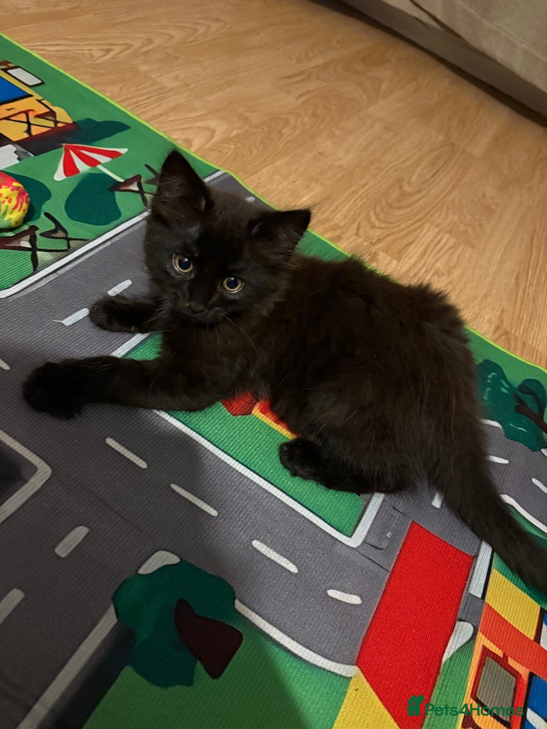 Mixed Breed cats for sale: Playful Kitten  - Image 1