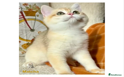 British Shorthair cats for sale: World Class Golden BSH/BLH Chinchilla, Shaded & CP - Image 10