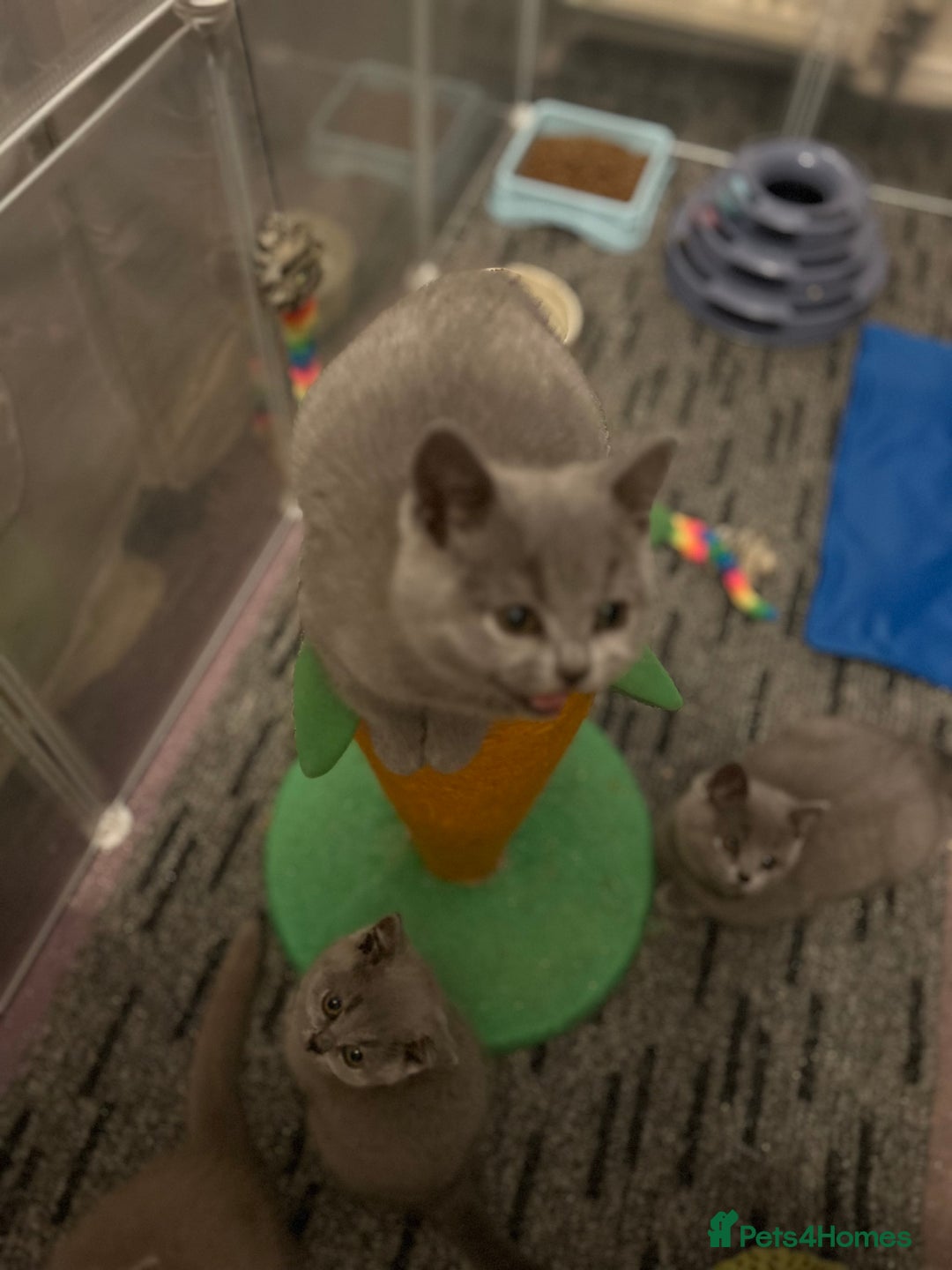 British Shorthair cats for sale: Chunky British shorthair kittens  - Image 6