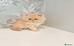 Persian cats for sale: Persian kittens 2 gorgeous boys  - Image 10
