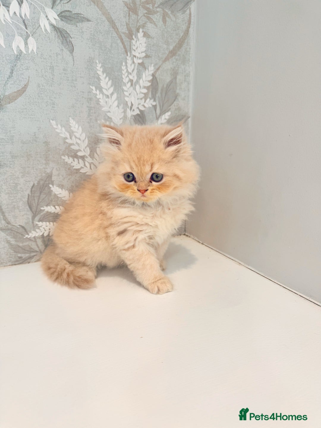 Persian cats for sale: Persian kittens 2 gorgeous boys  - Image 10