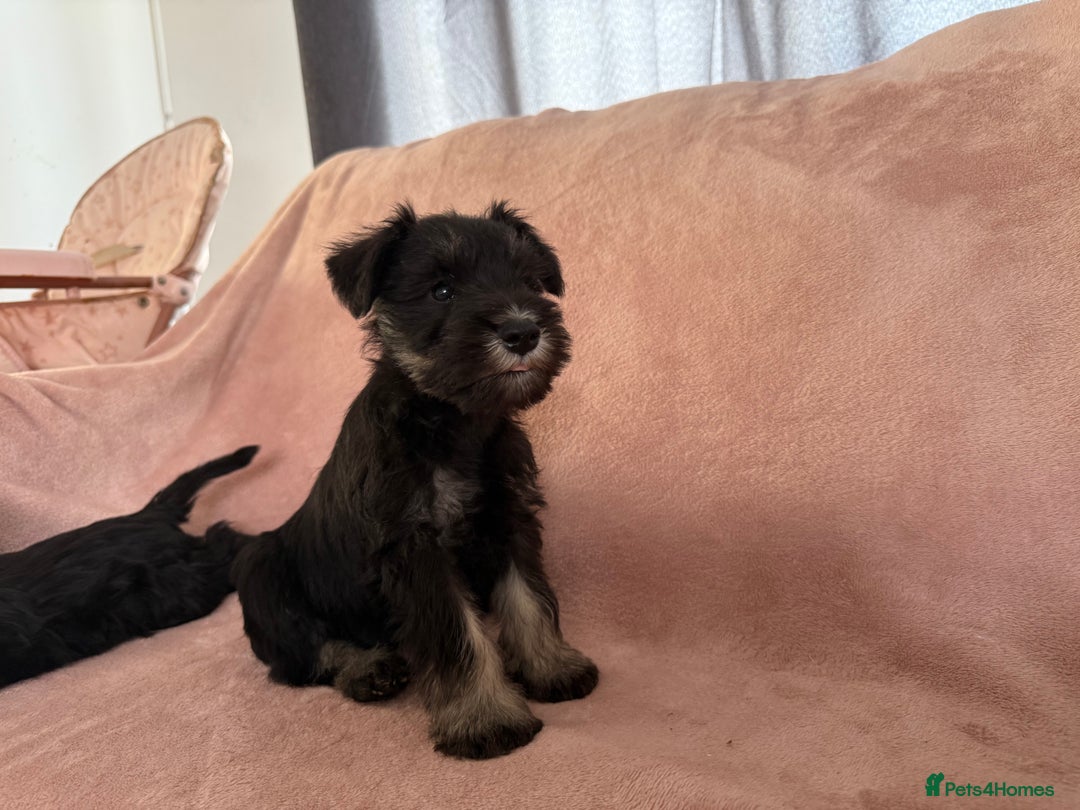 Miniature Schnauzer dogs for sale: Miniature  Schnauzer puppies for sale  - Image 25