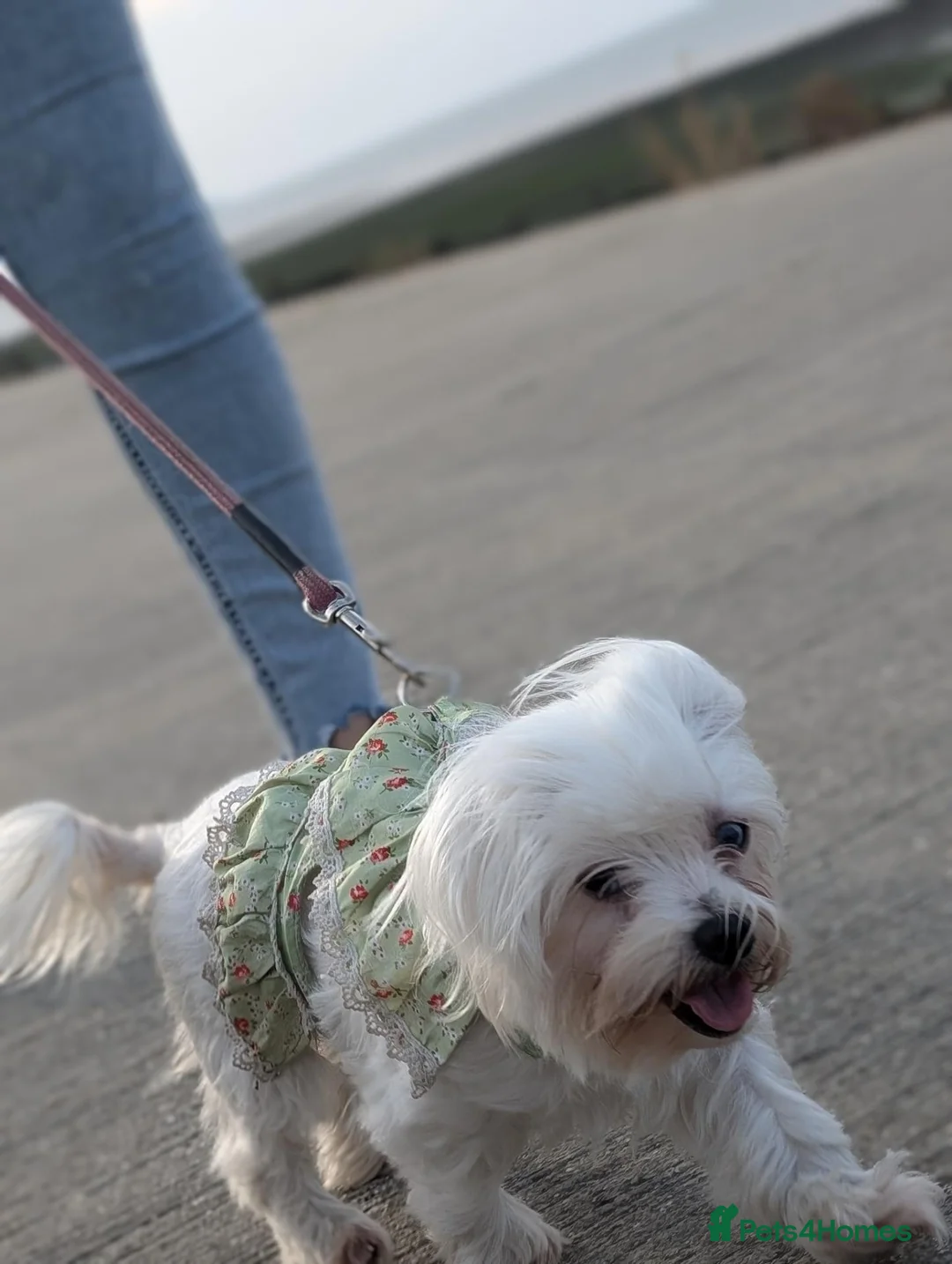 Maltese dogs for sale: KC registered female Adult dog - Advert 3