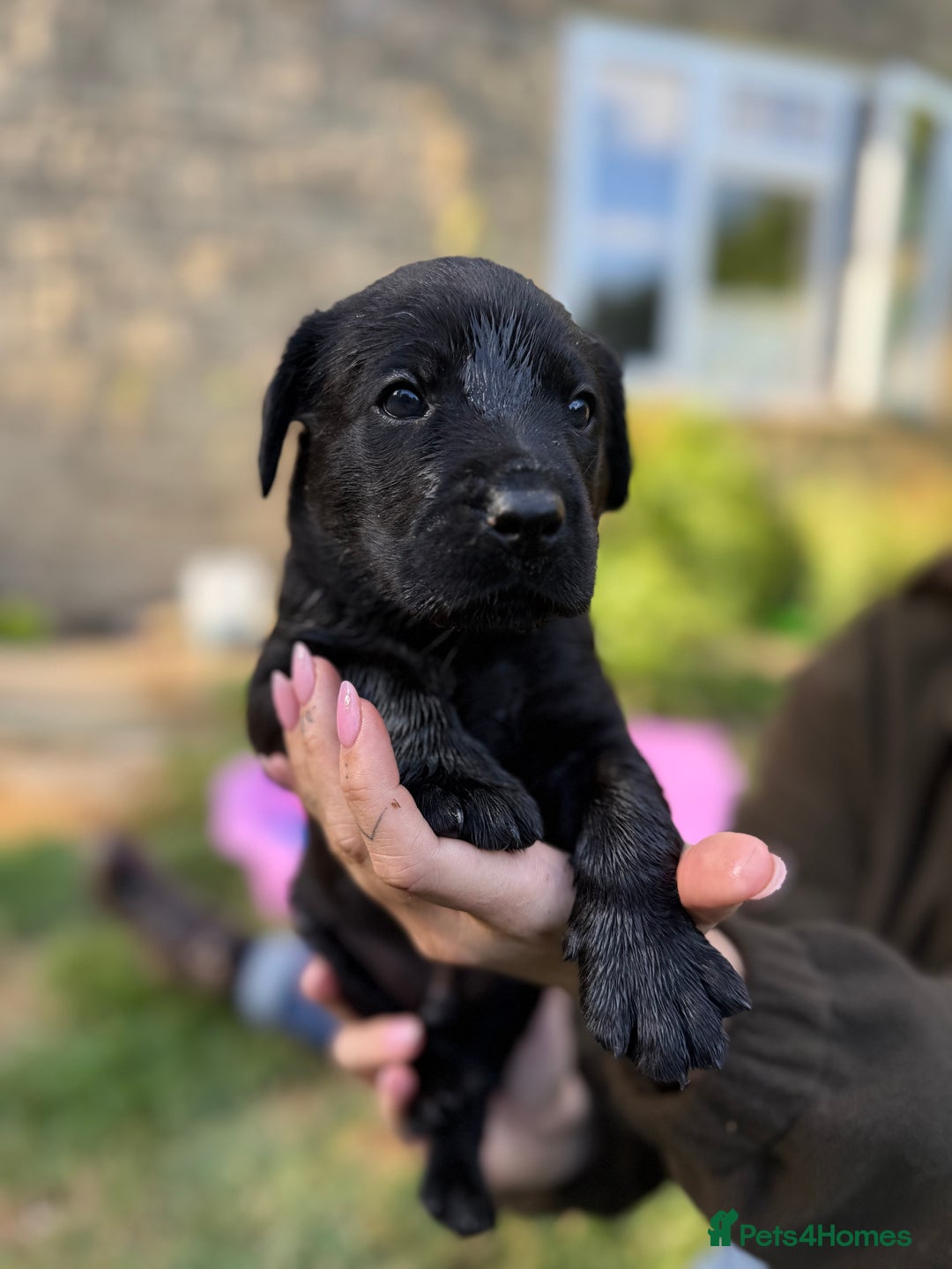 Labrador Retriever dogs for sale: Last remaining Beautiful Labradors  - Image 11