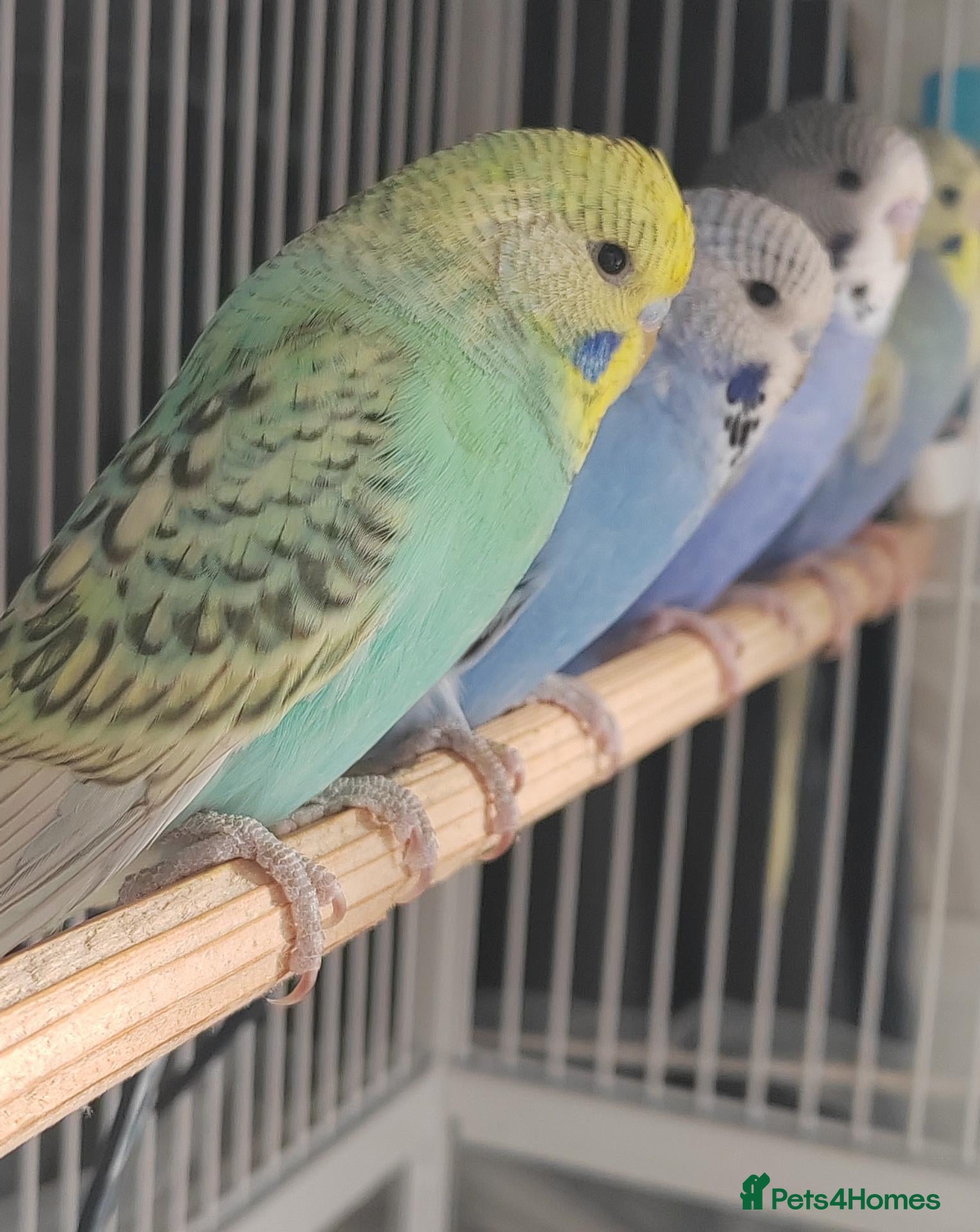 Budgerigars birds Beautiful Baby Budgies  - Advert 8