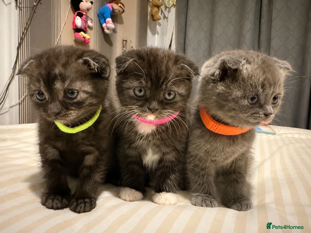 Scottish Fold cats for sale: ScottishFold and BSH kittens  - Advert 2