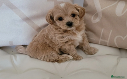 Maltipoo dogs for sale: Adorable maltipoo puppies are ready for sale  - Image 6