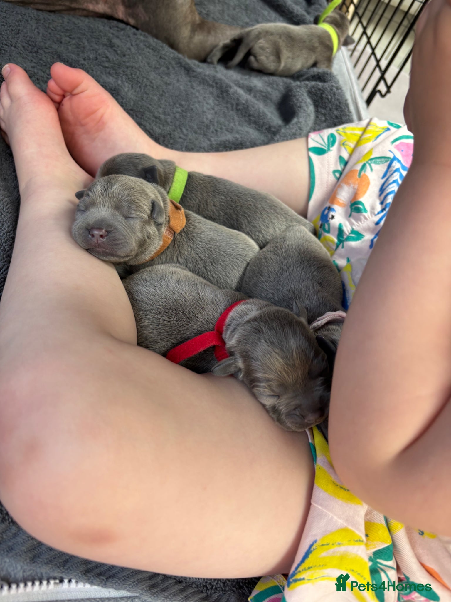 Staffordshire Bull Terrier dogs Pure Blue Staffordshire Bull Terrier Puppies  - Advert 1