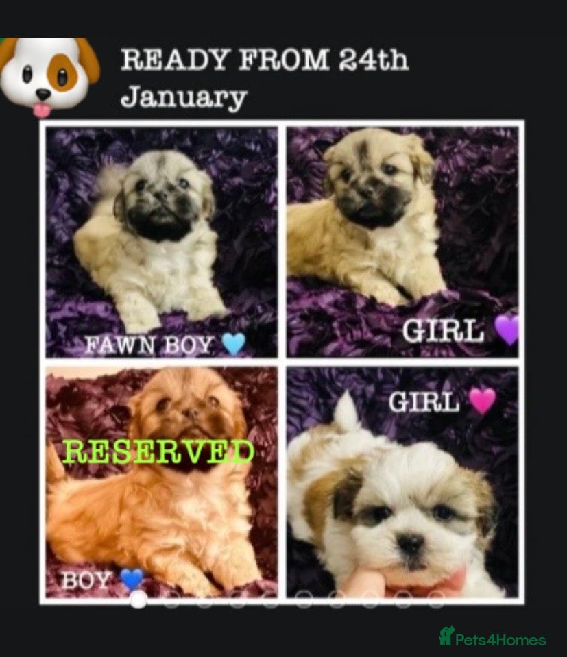 Shih Tzu dogs 🌟BUMBLE 🩷 BRACKEN 💙 & BIBI 💜 READY SOON🌟 - Advert 8