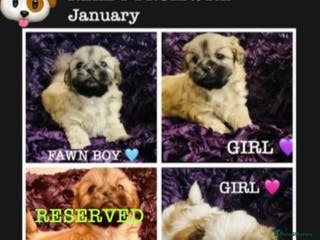Shih Tzu dogs 🌟BUMBLE 🩷 BRACKEN 💙 & BIBI 💜 READY SOON🌟 - Advert 8