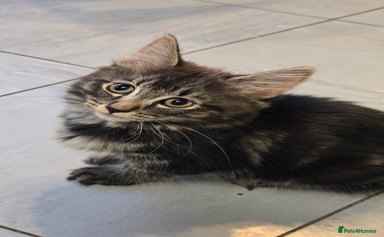 British Longhair cats - Advert 11