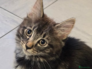 British Longhair cats - Advert 5