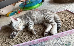 Bengal cats for sale: Beautiful Bengal kittens  in Cambridge - Image 14
