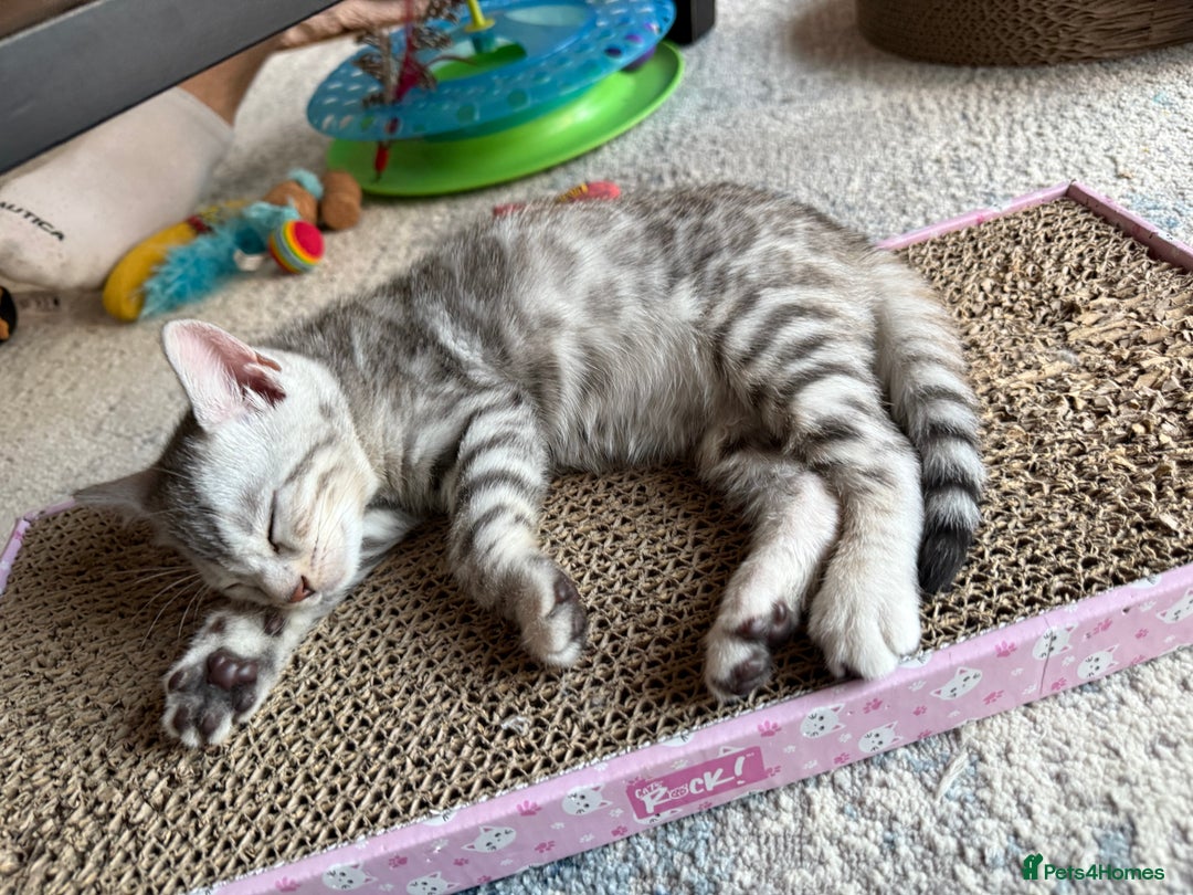 Bengal cats for sale: Beautiful Bengal kittens  in Cambridge - Image 14