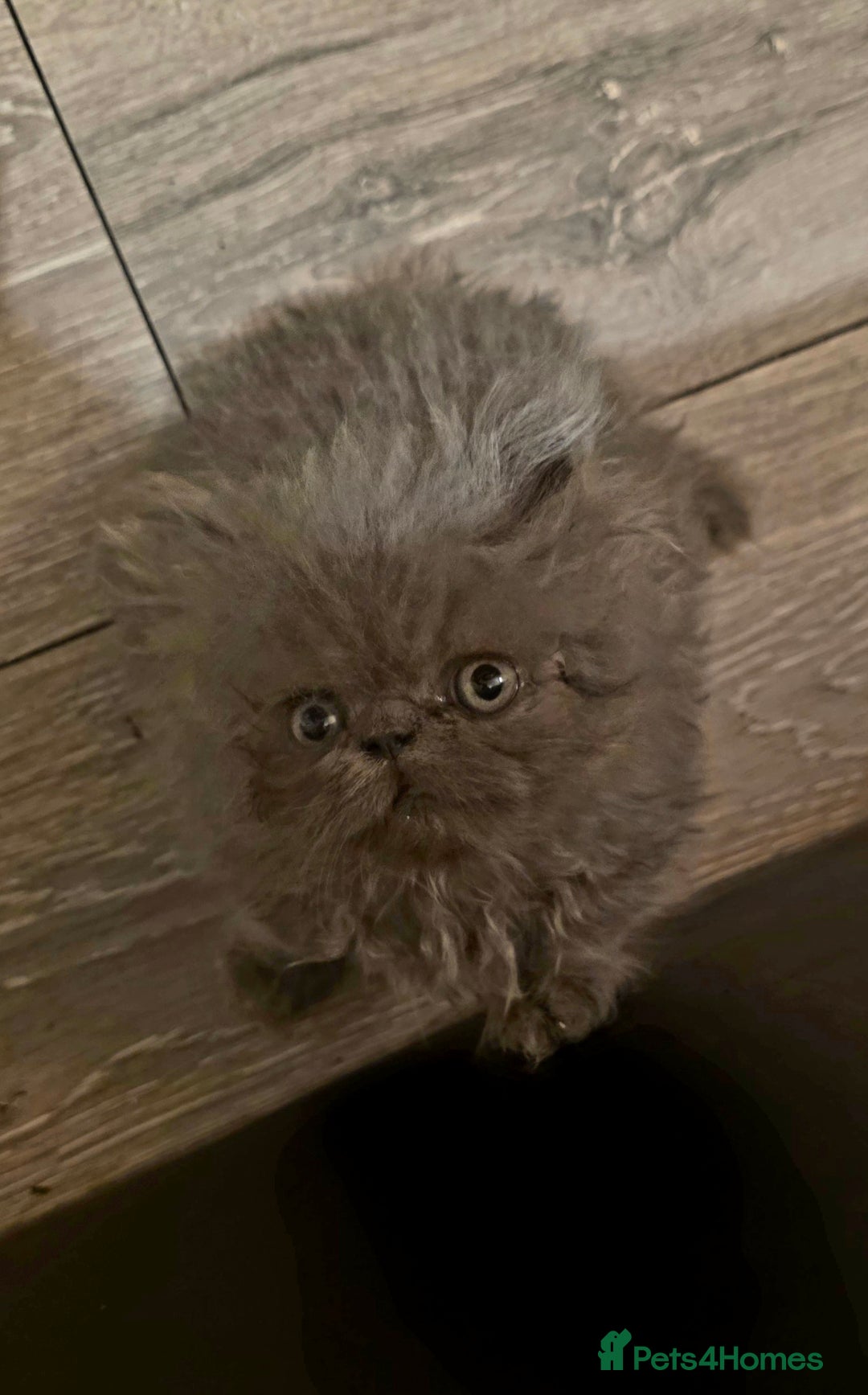 Persian cats for sale: Persian Kittens for Sale - Ready to go 19th Dec - Advert 5