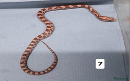 Corn Snake reptiles for sale: Corn Snake Morph Hatchling's  - Image 13