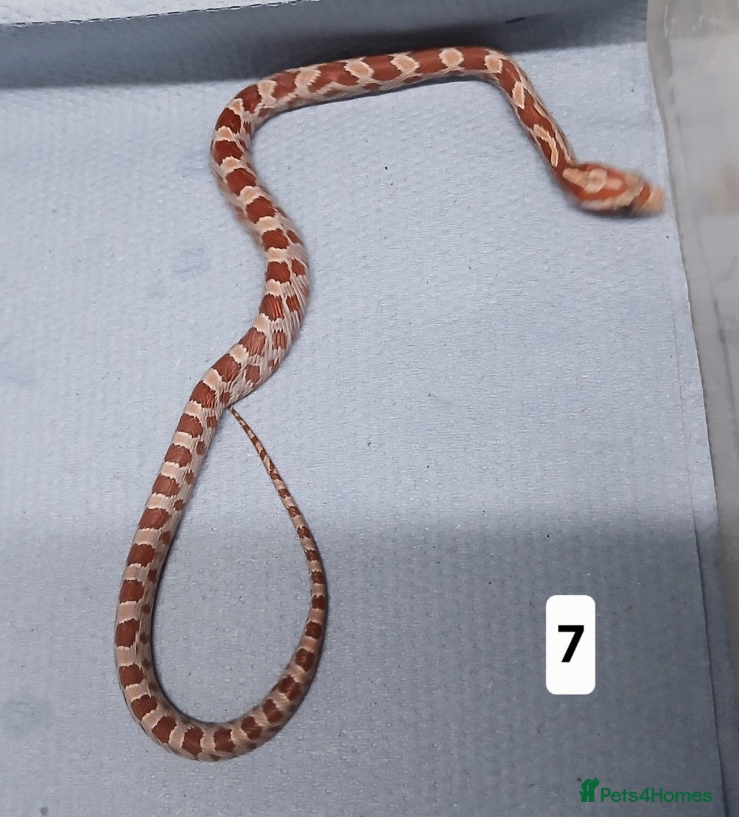 Corn Snake reptiles for sale: Corn Snake Morph Hatchling's  - Image 13