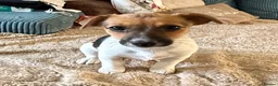 Jack Russell dogs for sale: Jack Russell Terrier puppies – ready for new homes - Advert 10