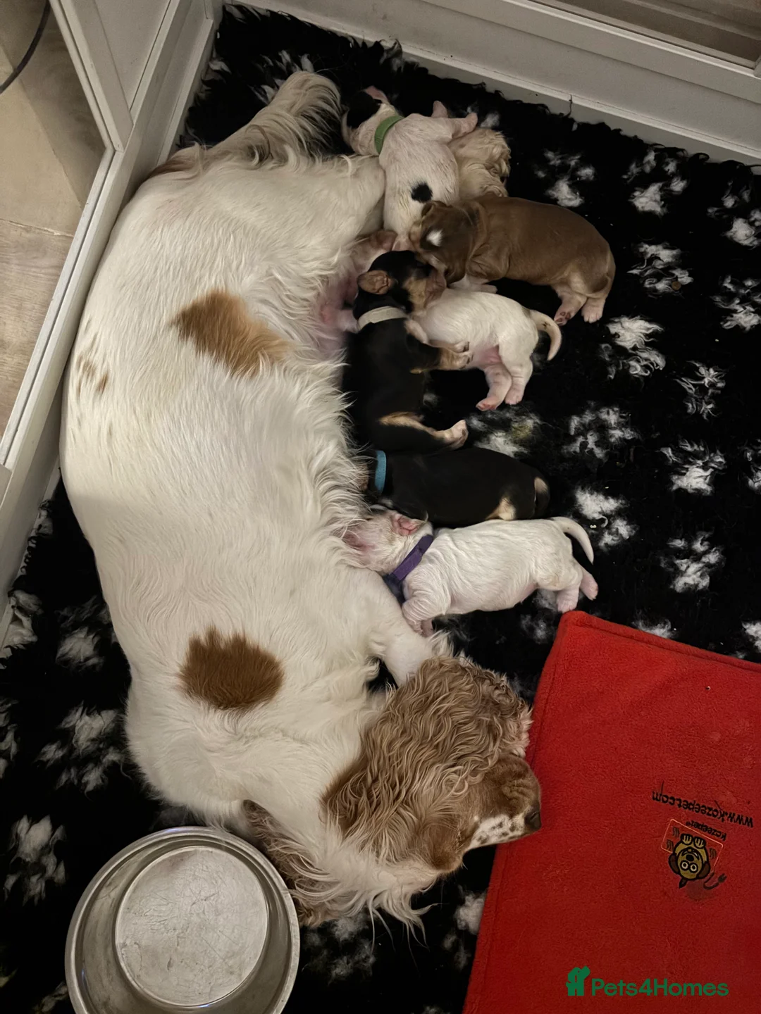 Cocker Spaniel dogs for sale: KC registered show-type Cocker Spaniel puppies  - Advert 2