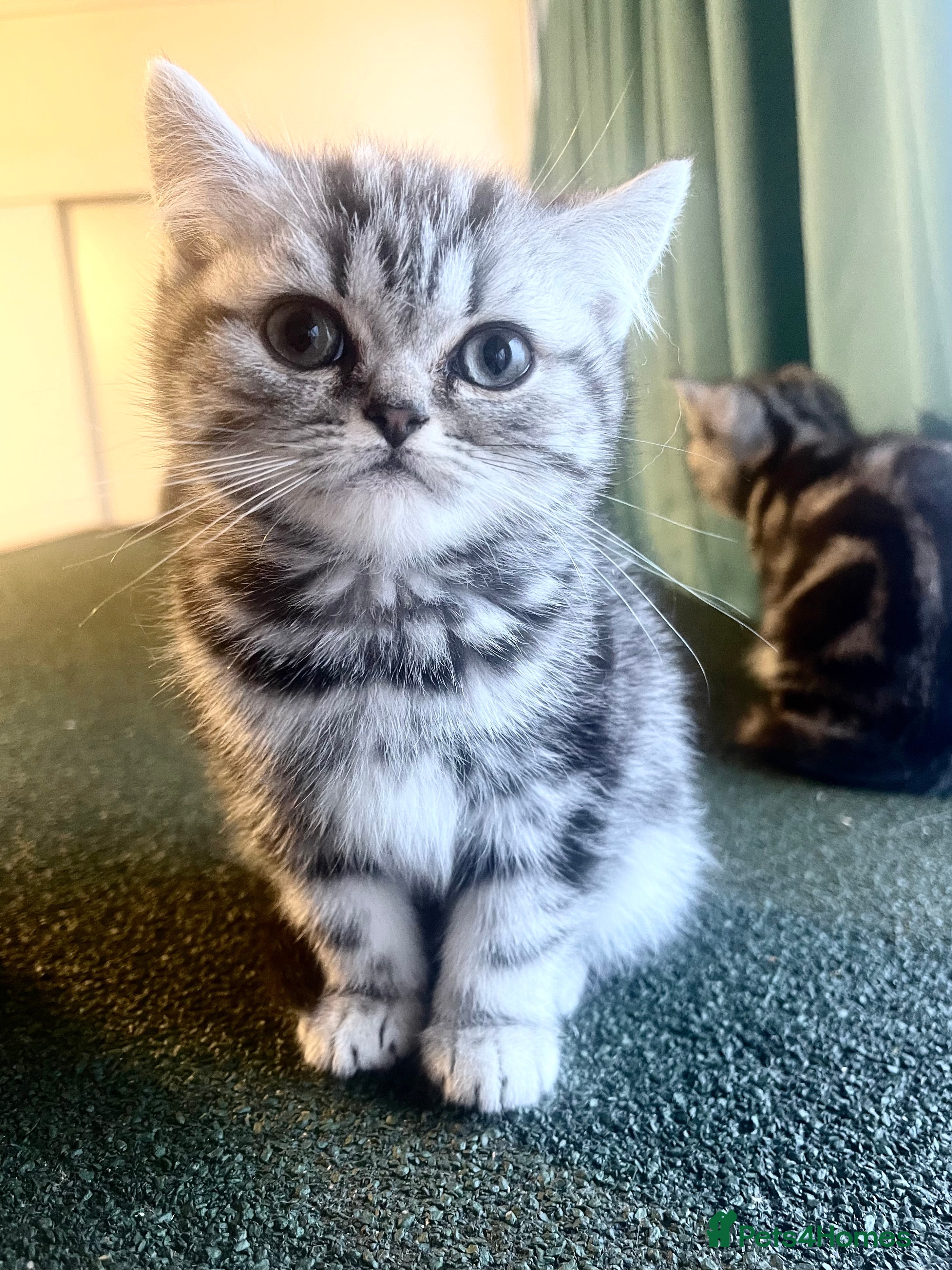 British Shorthair cats Bsh.Tabby kittens.GCCF.Available on 15.February . - Advert 5