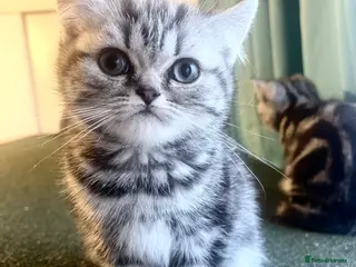 British Shorthair cats Bsh.Tabby kittens.GCCF.Available on 15.February . - Advert 5