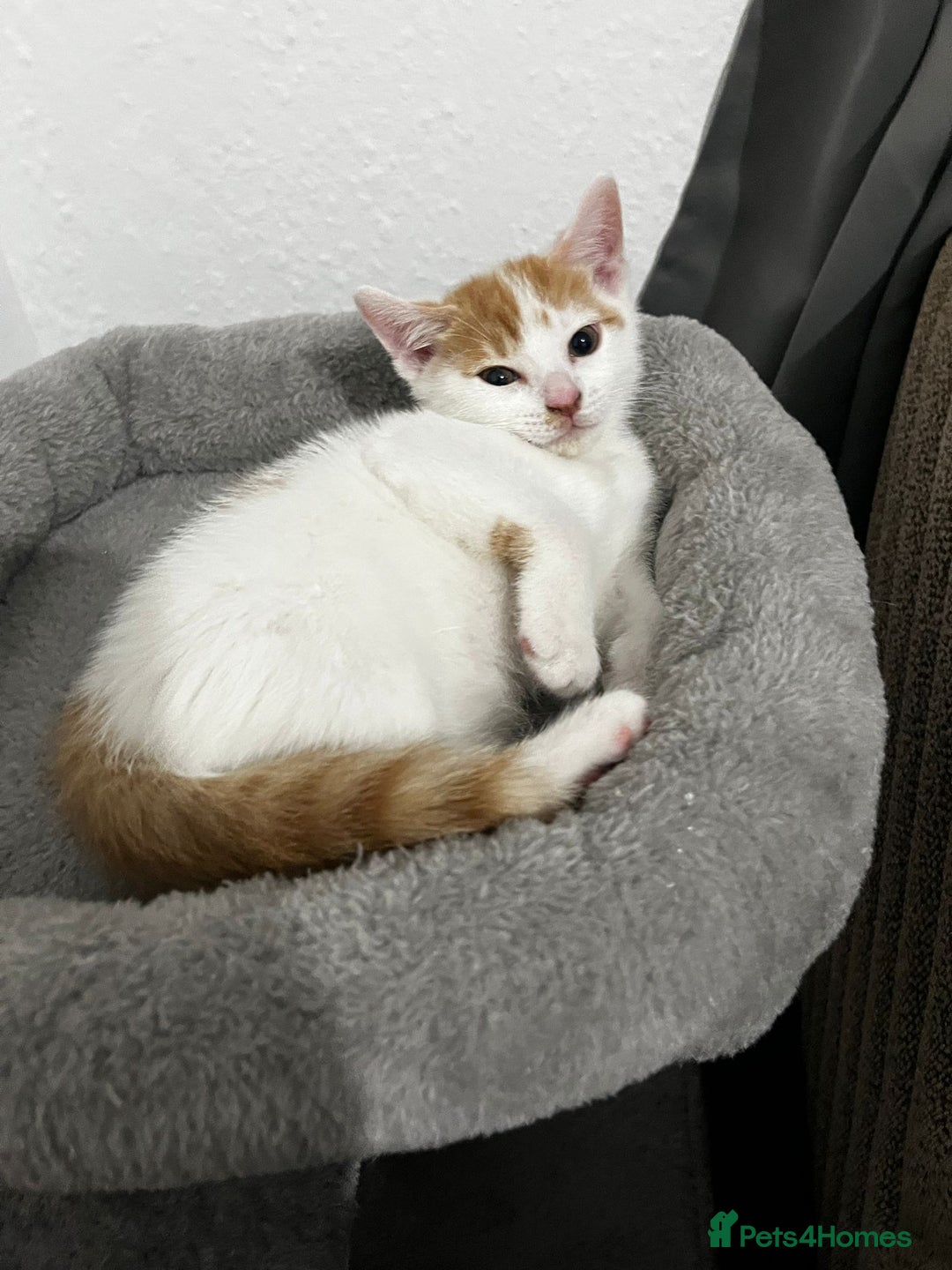 Mixed Breed cats for sale: orange and white kitten for sale  - Image 13