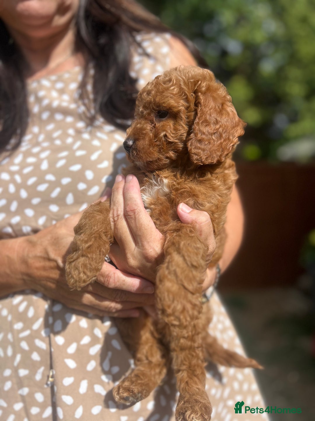Cockapoo dogs for sale: 1 BOY LEFT! cockapoo F1b, PRA tested - Image 11