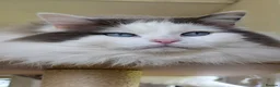 Ragdoll cats for sale: Beautiful full ragdoll kittens  - Advert 2
