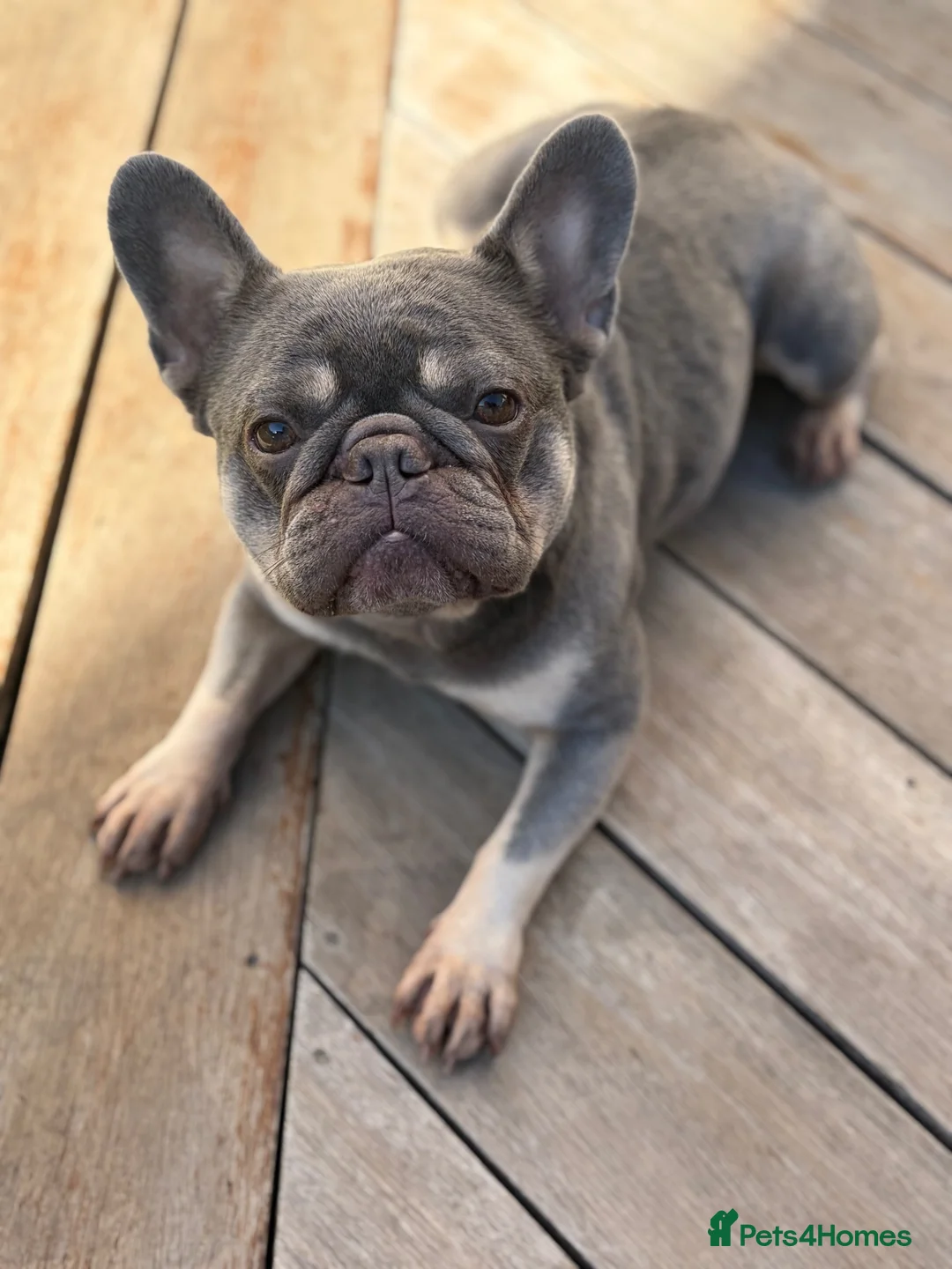 French Bulldog dogs for sale: Female frenchie blue/tan in Bexleyheath - Advert 6