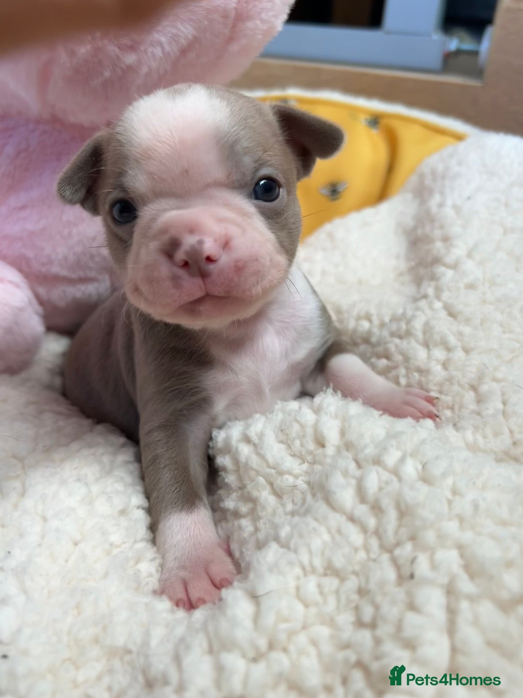 Boston Terrier dogs for sale: Stunning KC registered litter - Image 19
